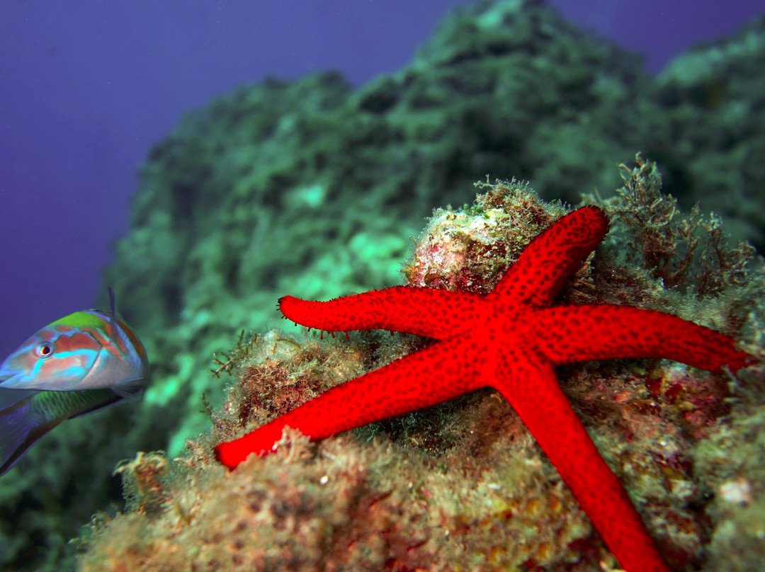 Blue Diving Ustica-Ustica必去景点