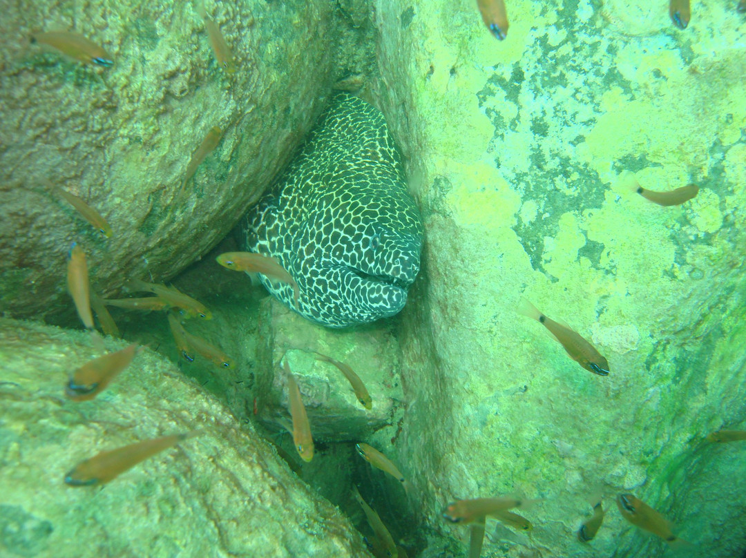 AquaCreed Scuba Dive Centre-尼拉瓦利必去景点