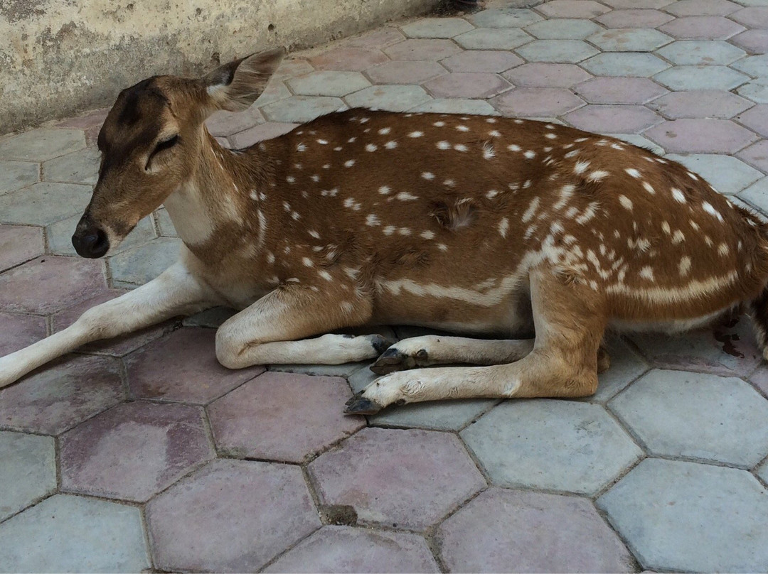 Shani Dev Temple-Morena必去景点