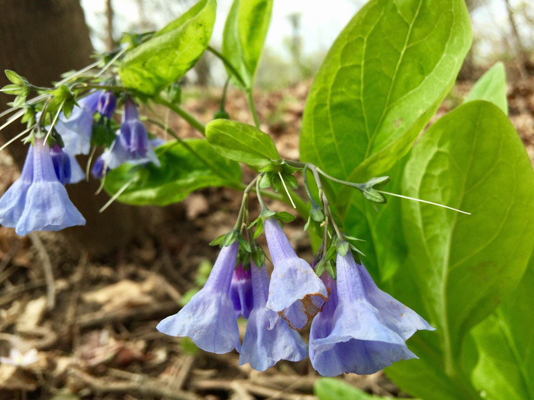 Lilly Nature Center-西拉斐特必去景点