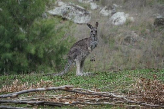 Goulburn River National Park-Baerami必去景点