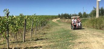 Eco Wine Tour in Tuscany景点图片