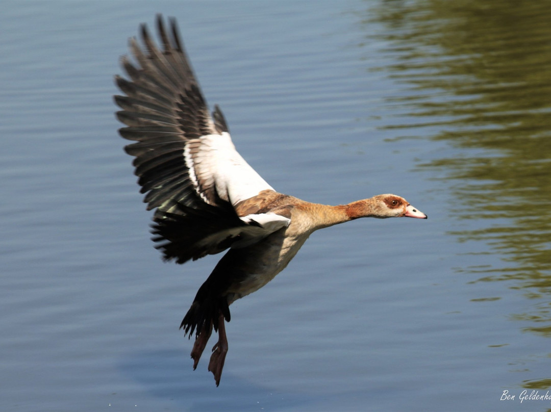 Austin Roberts Bird Sanctuary-比勒陀利亚必去景点