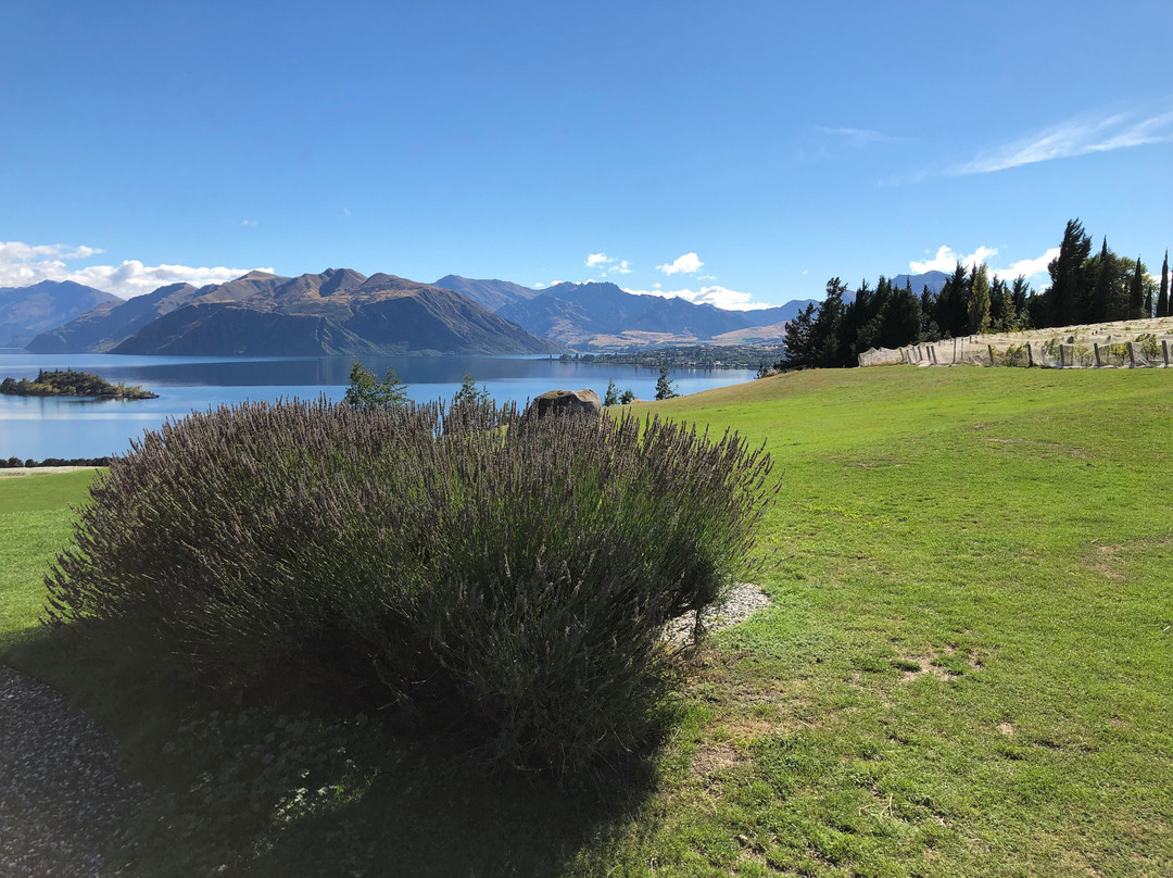 Ben Lomond Lavender-皇后镇必去景点