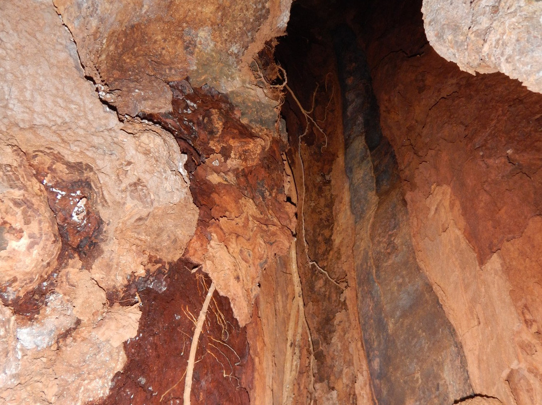 Jungle Adventures Night Walk-Cape Tribulation必去景点