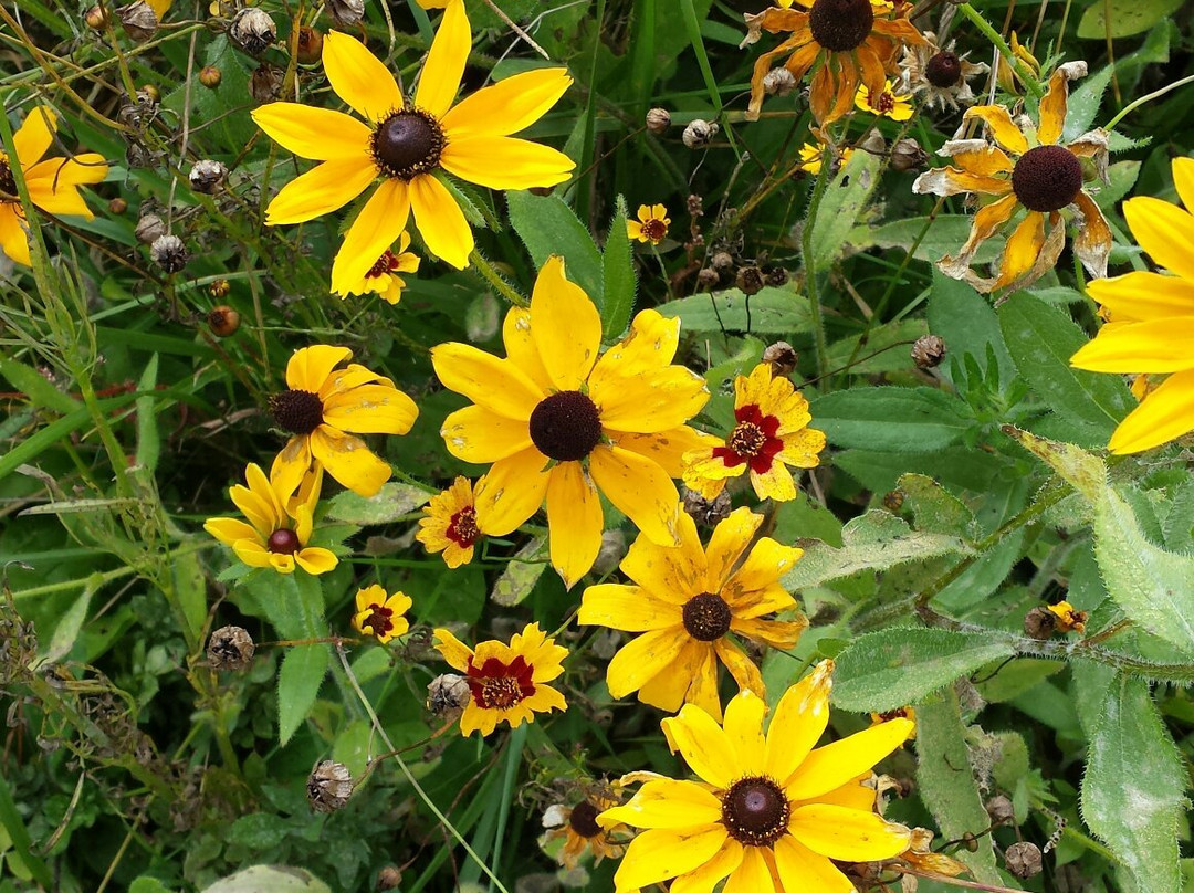 High Knob Recreational Area-Wise必去景点