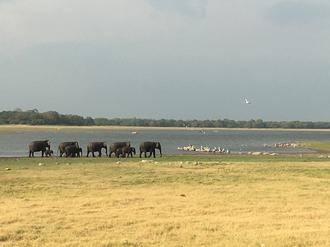 Trips To Srilanka景点图片
