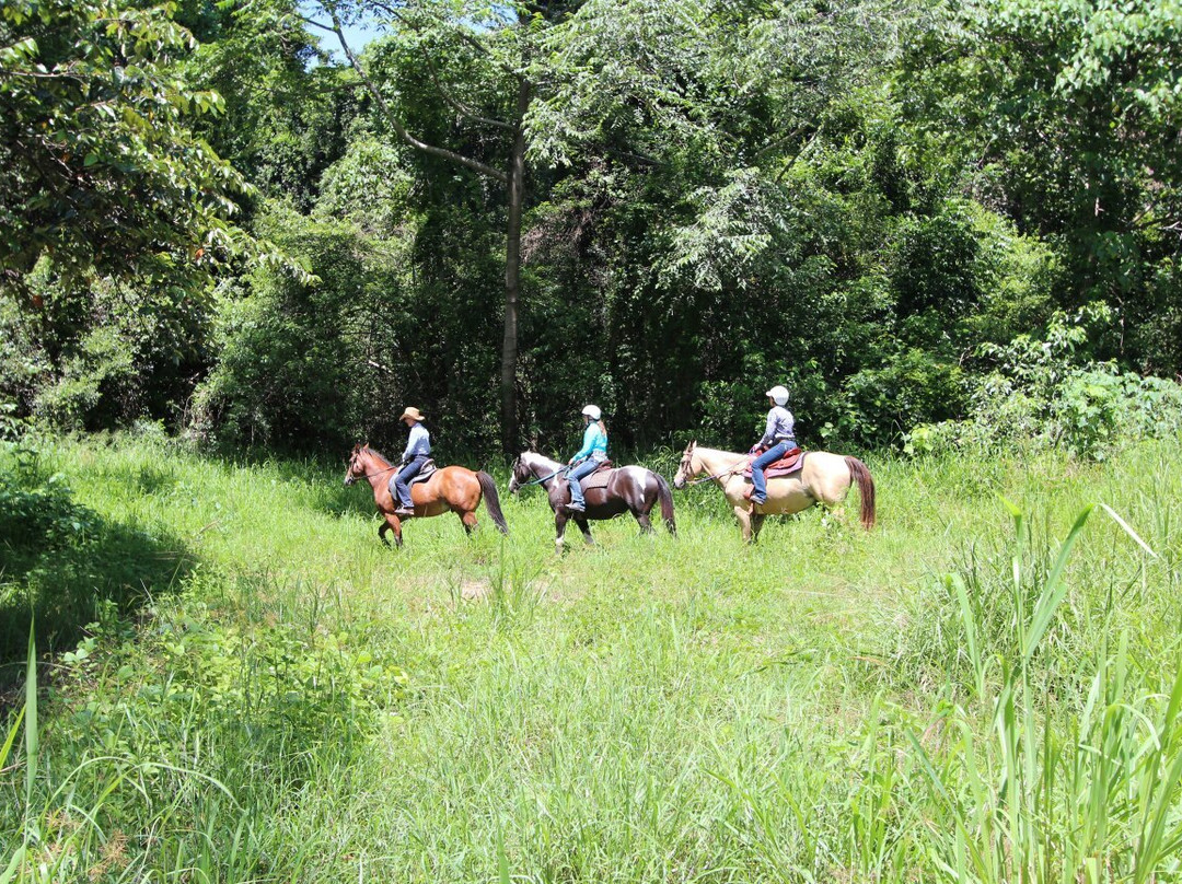 Ports Horse Farm-道格拉斯港必去景点