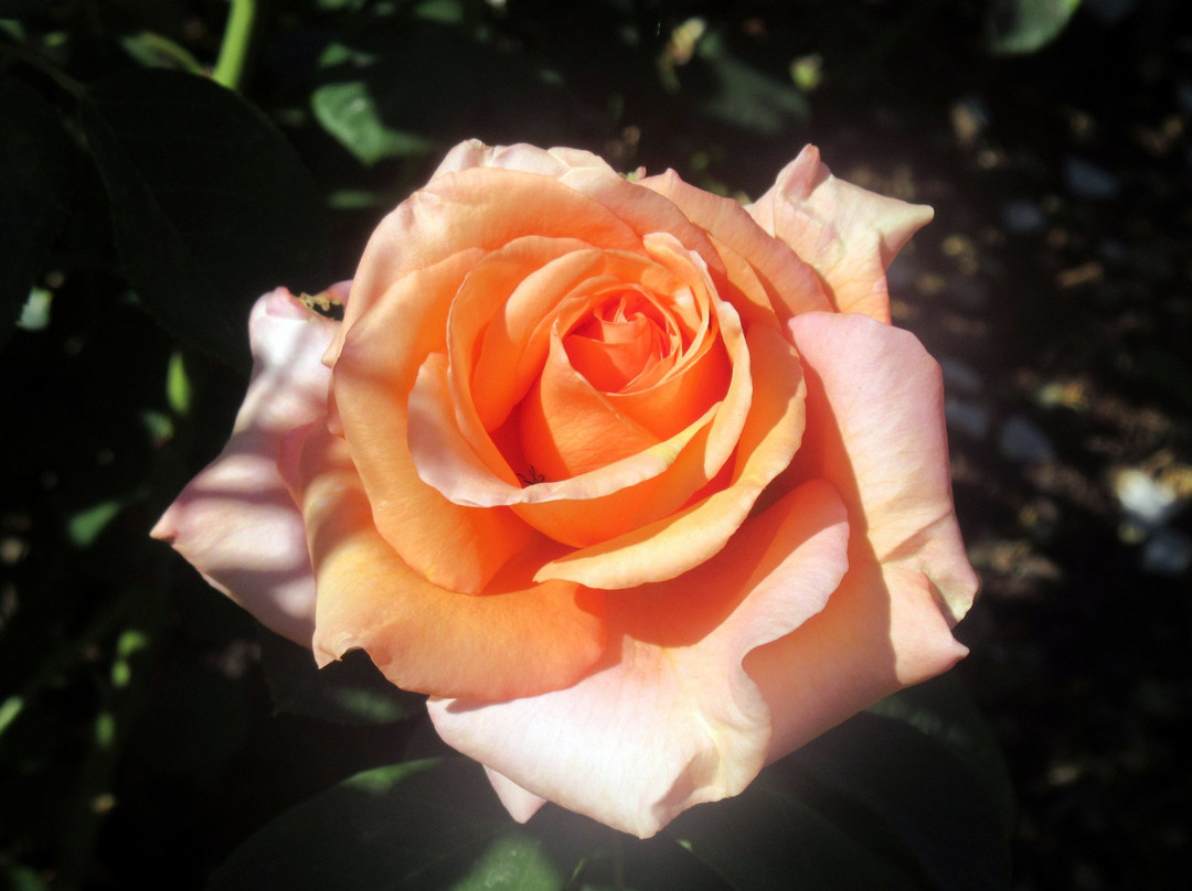 Owen Rose Garden-尤金必去景点