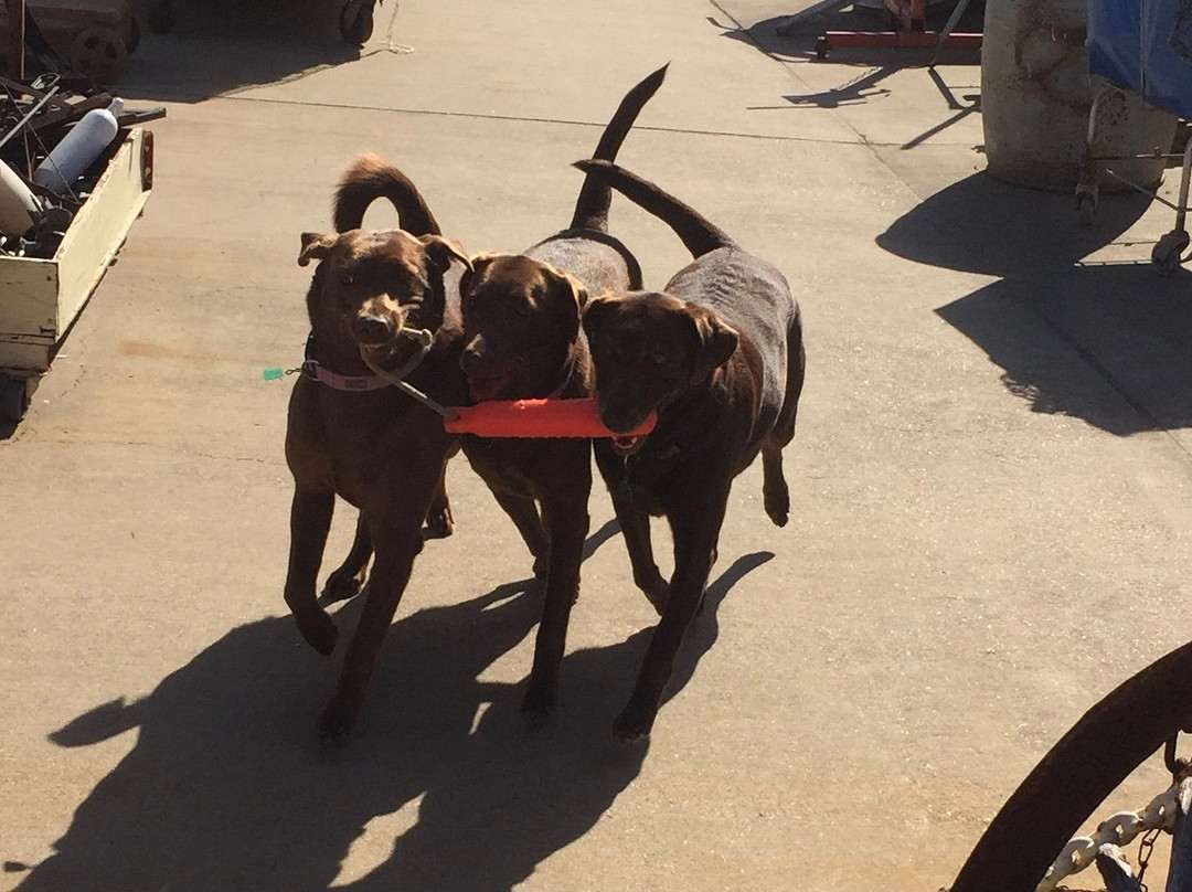 Busted Pot Junk Museum & Wells Discount Center-罗克波特必去景点