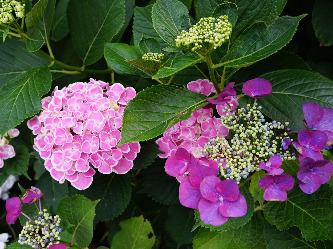 Nogoji Temple(Hydrangea Temple)-熊谷市必去景点