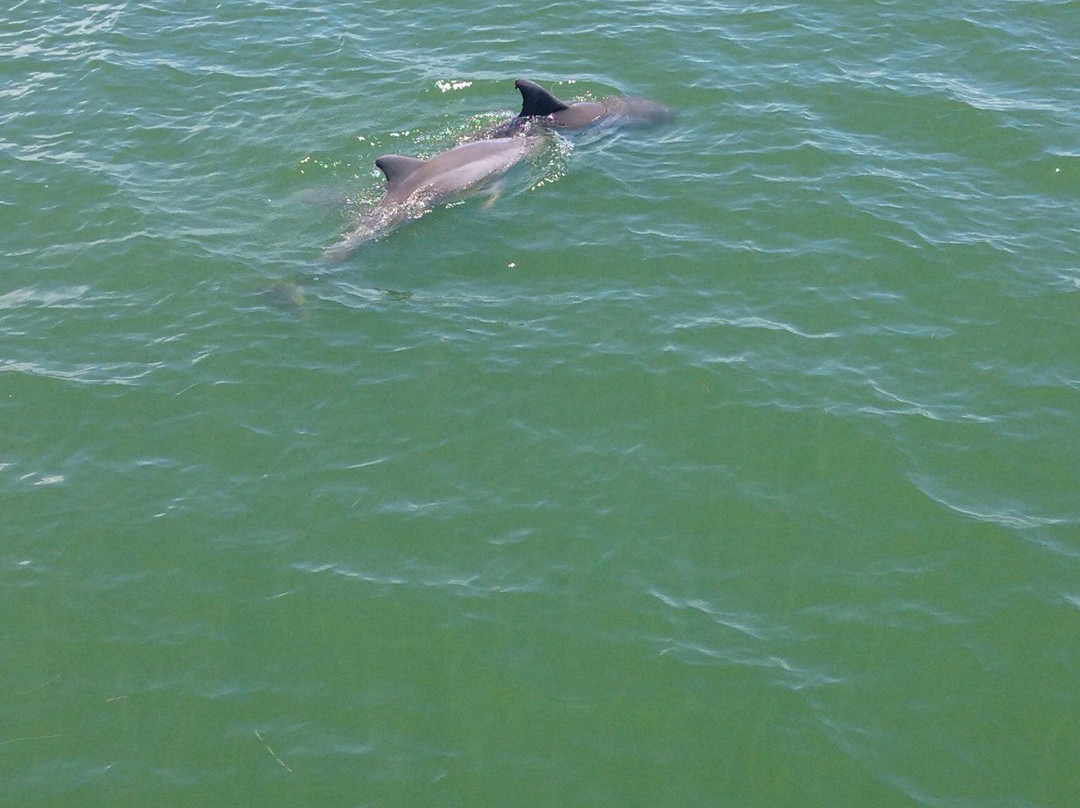 Kohootz Dolphin Encounters-Aransas Pass必去景点