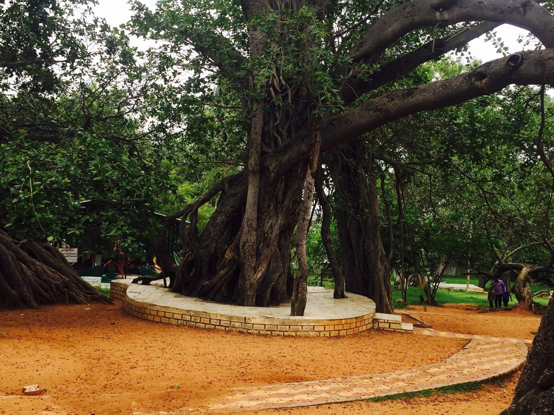 Pillamarri Banyan Tree景点图片