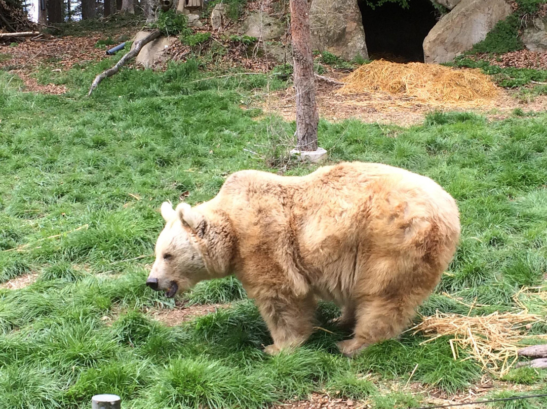 Barenwald Arbesbach-Arbesbach必去景点
