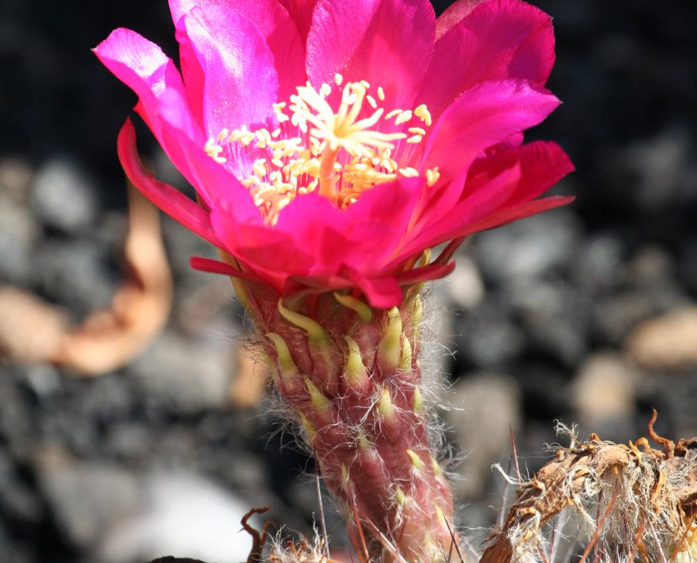 Palmex Cactus景点图片
