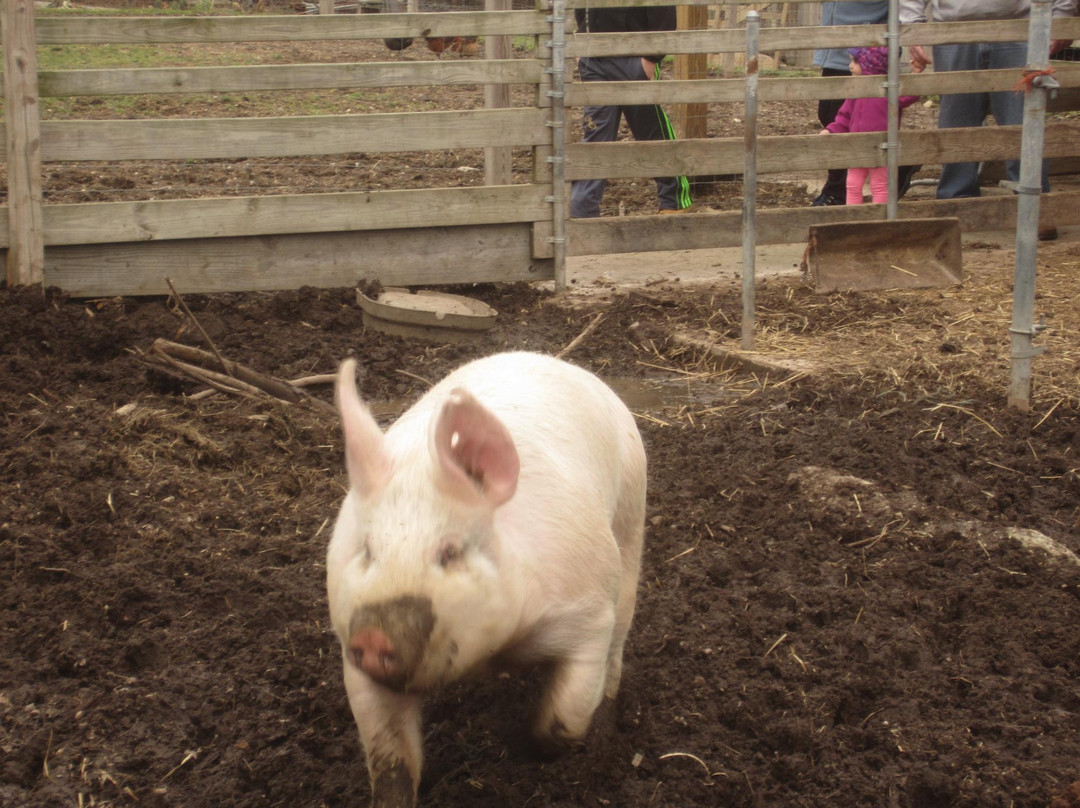 Benner's Farm-East Setauket必去景点