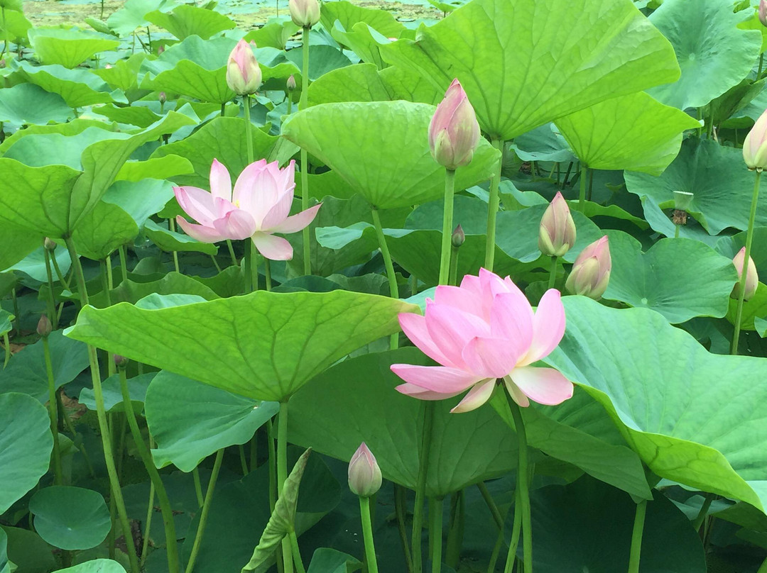 Lotus Lake-海参崴必去景点