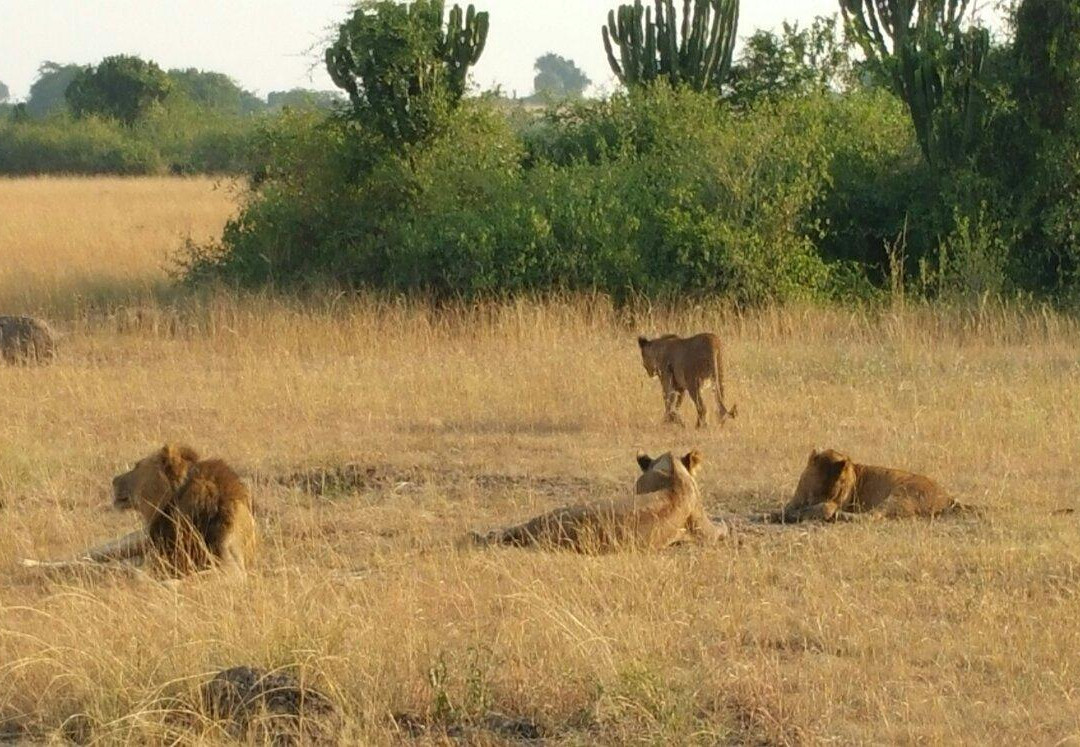 Uganda Balloon Safari-伊丽莎白女王国家公园必去景点