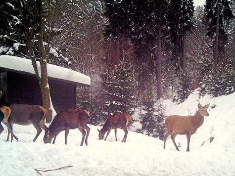 BSW - Erlebnishotel Festenburg主图