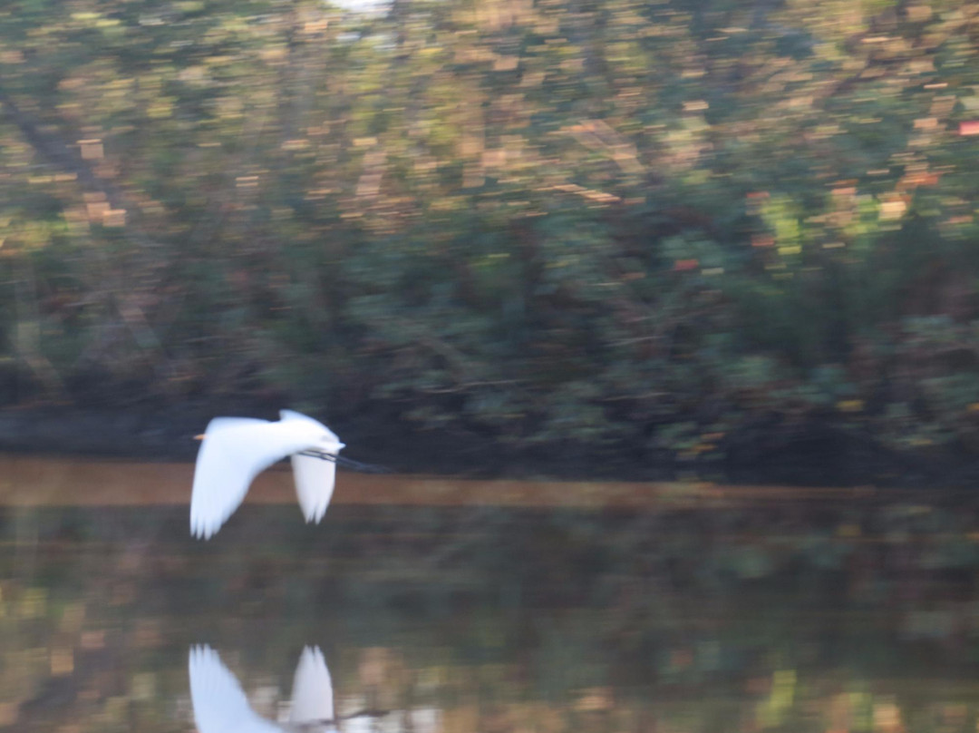 Pantanal Fluminense-Guapimirim必去景点