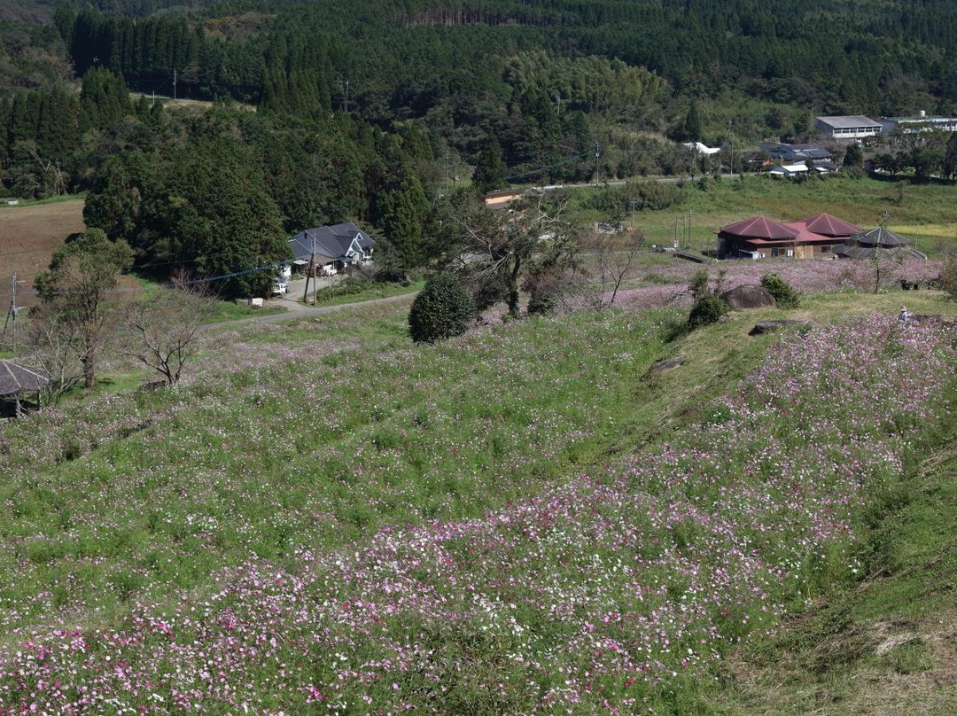Uwaba-kogen Highlands-出水市必去景点