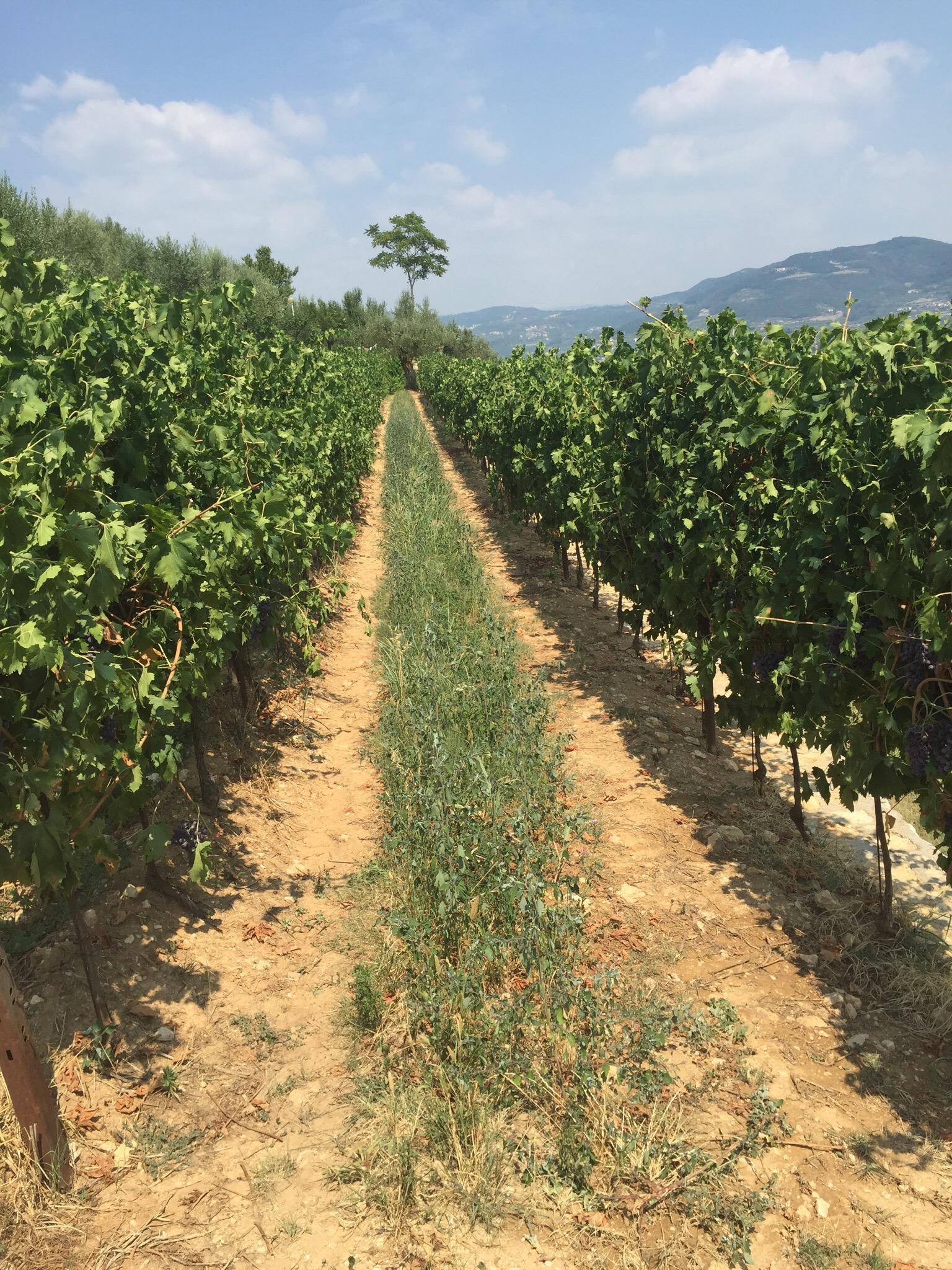 Ca Delle Vigne-官方