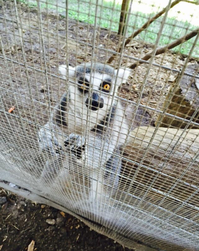 Horse Power for Kids & Animal Sanctuary-坦帕必去景点