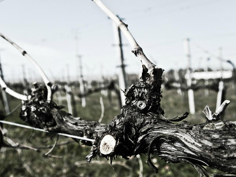 Cantina Rapino-Francavilla Al Mare必去景点