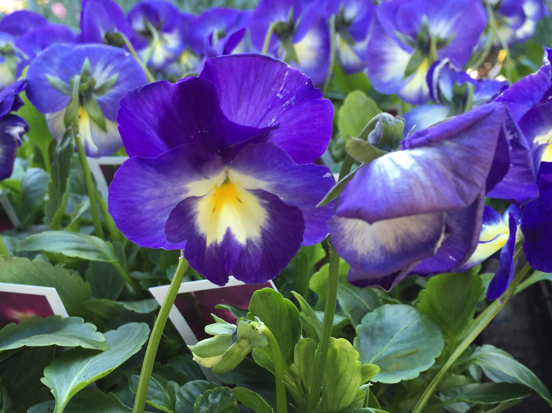 Marbury Hall Nurseries-Northwich必去景点