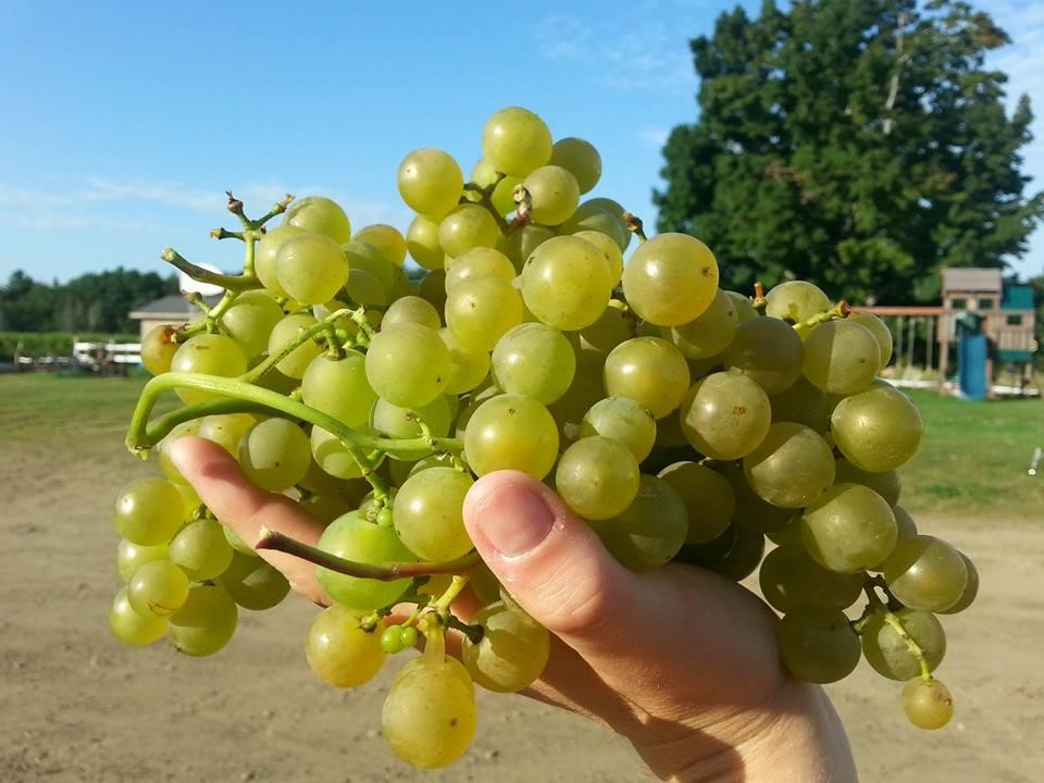 Richibucto River Wine Estate-Mundleville必去景点