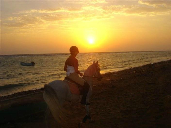 Pharaoh Dive Club Dahab-达哈卜必去景点