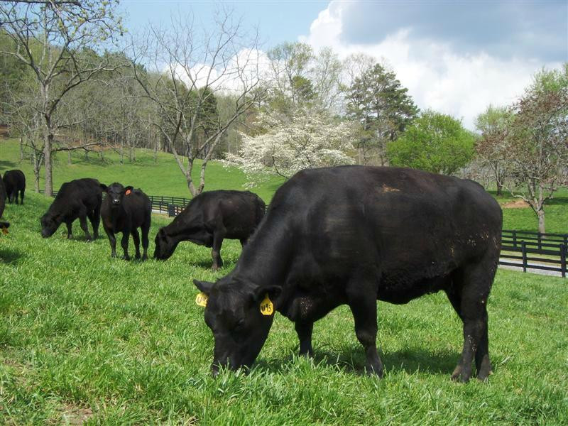 Walnut Hollow Ranch-Hayesville必去景点