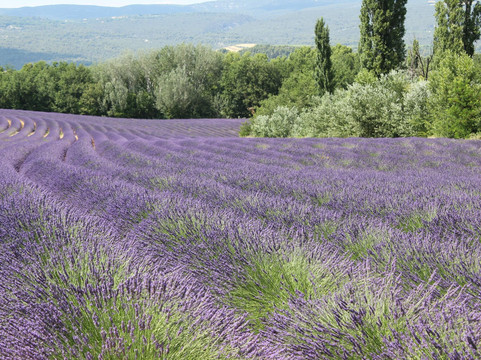 Alpilles Luberon Provence Transport-圣雷米必去景点