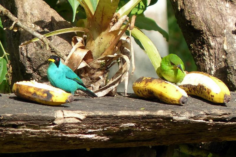 Los Cusingos Neotropical Bird Sanctuary景点图片