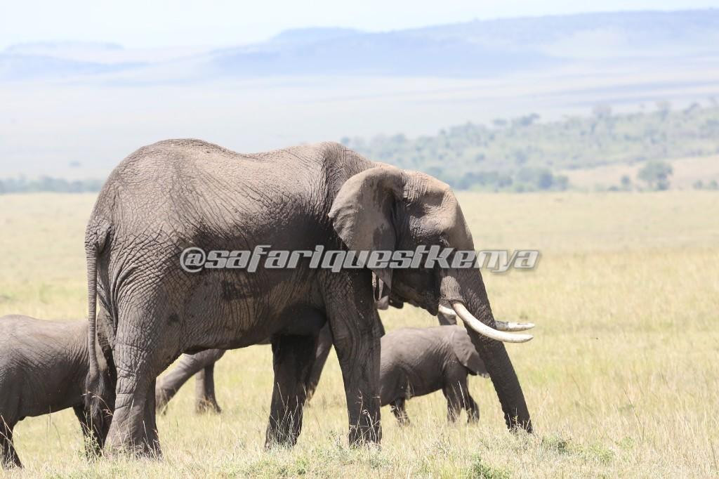 Safari Quest Kenya - Day Adventures景点图片