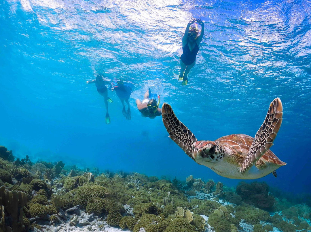 Blue Ocean Adventure Tours-科卡哈必去景点