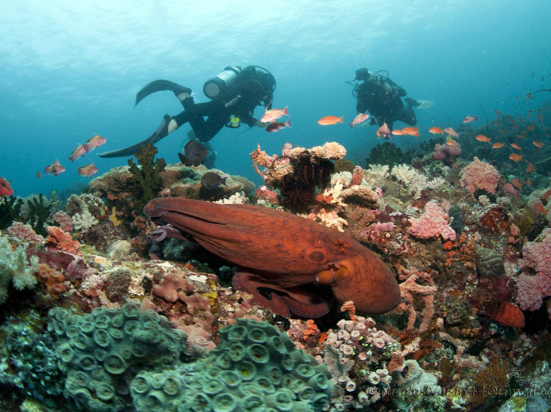 Alcoy Fun Divers-Alcoy必去景点