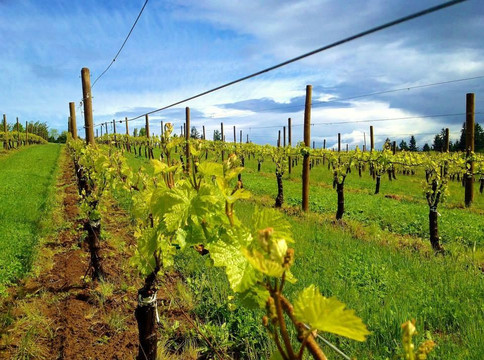 Blakeslee Vineyard Estate-Sherwood必去景点