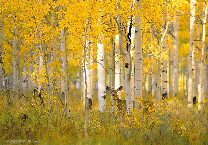 Wasatch Photo Tours - Tours and Lessons-帕克城必去景点
