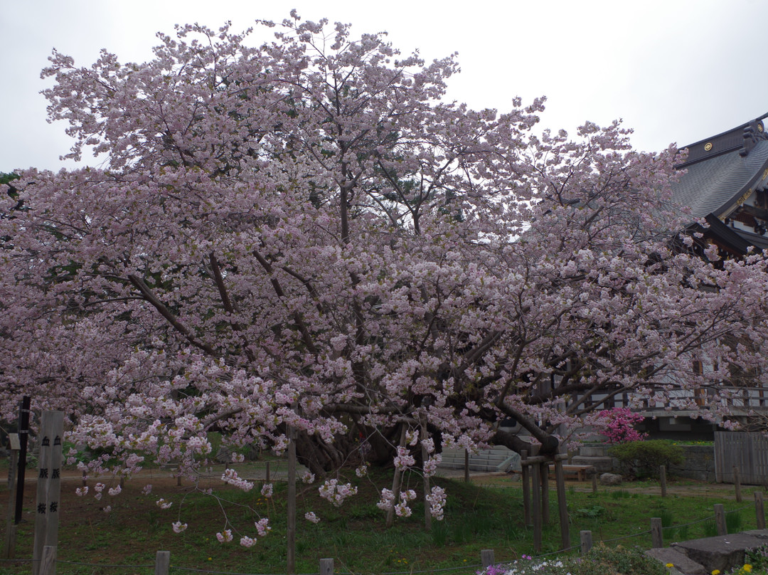 Kouzenji Temple-松前町必去景点