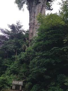 Kawakamisugi-屋久岛町必去景点