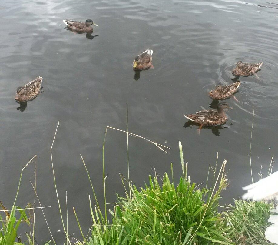 V. Mayakovskiy Central Park of Culture and Recreation-叶卡捷琳堡必去景点
