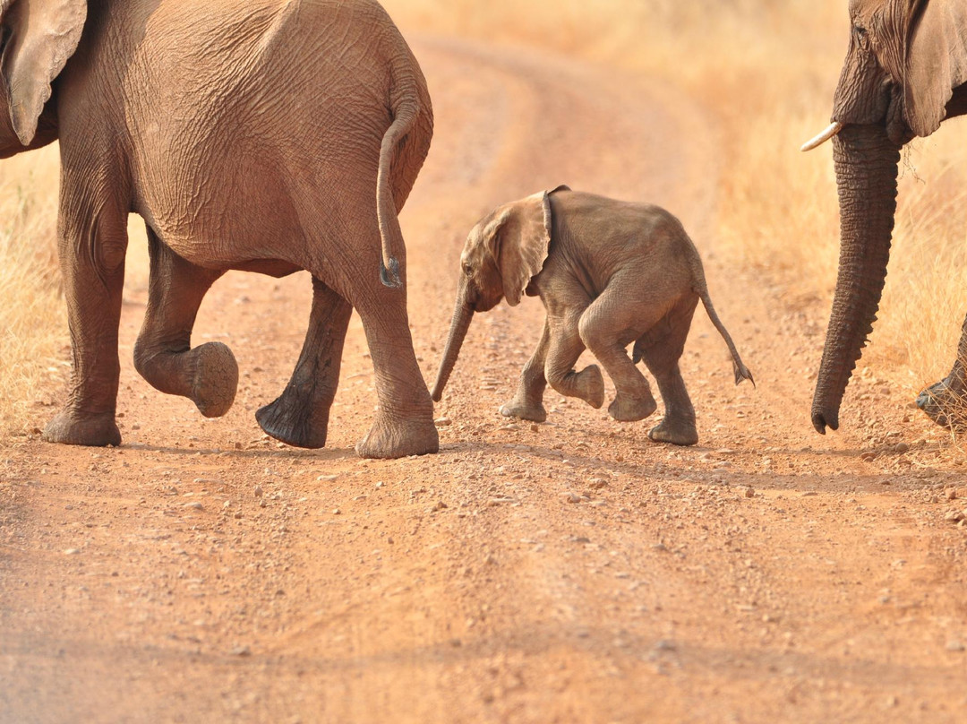 Madikwe Nature Reserve-Zeerust必去景点
