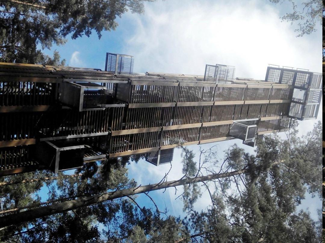 尤尔马拉旅游景点-Viewing Tower by Architect Bureau ARHIS