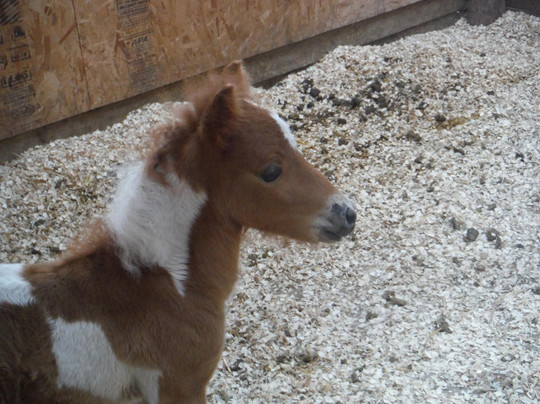 Running Waters Country Estate主图