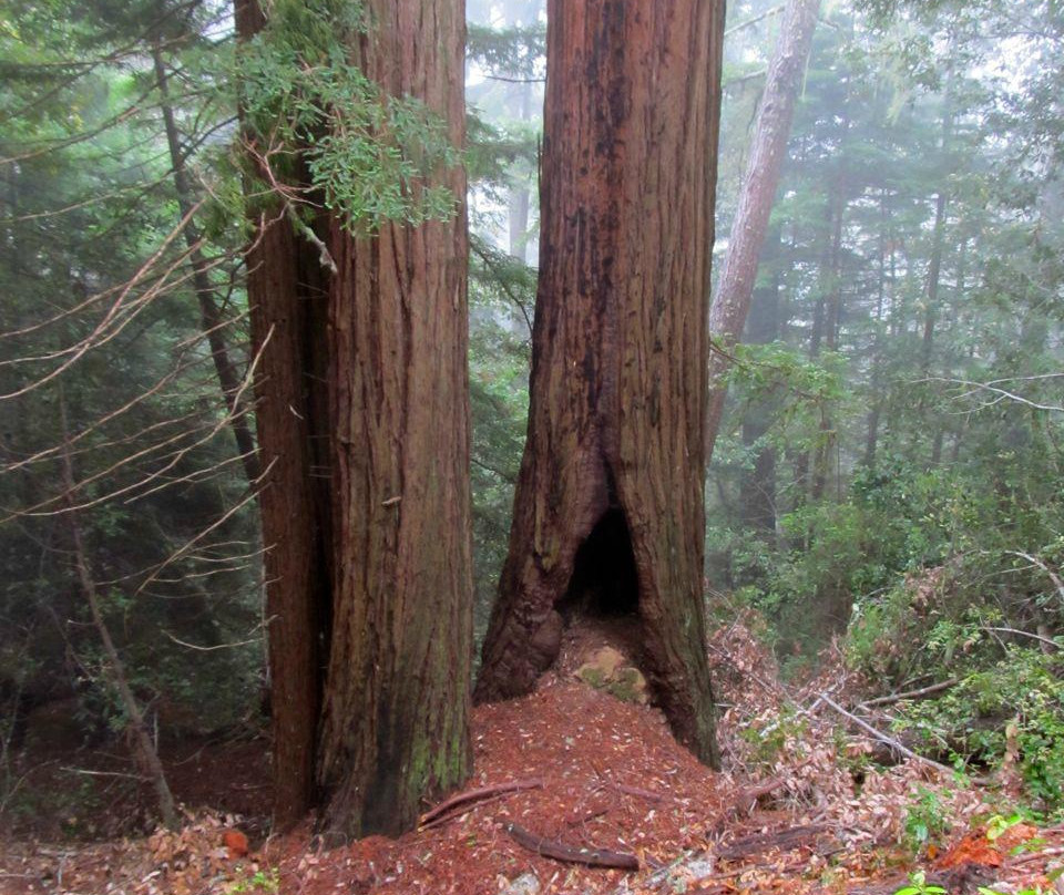 El Corte De Madera-Woodside必去景点