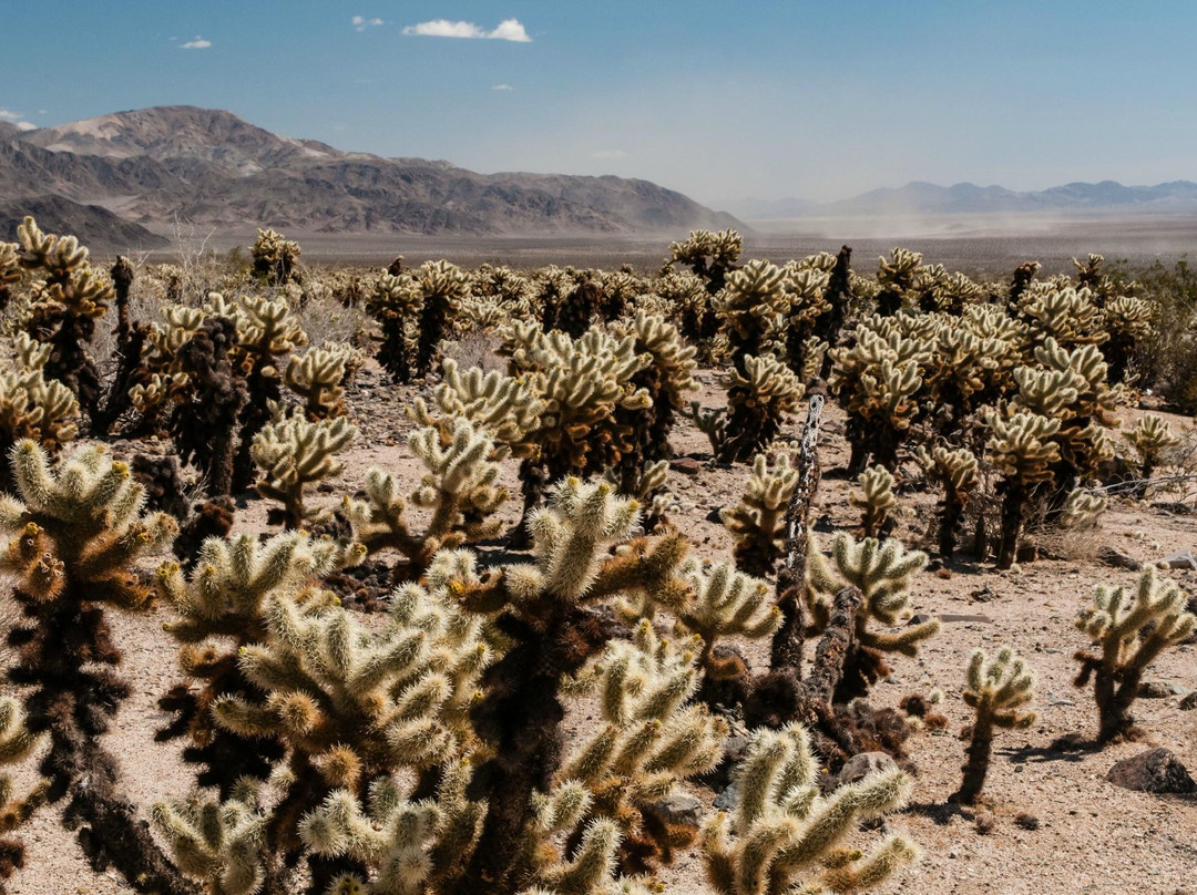 The Pinto Basin-约书亚树国家公园必去景点