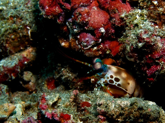 Joe's Gone Diving-沙努尔必去景点