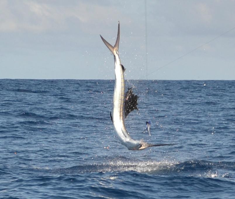 Big Game Fishing-庞波慕斯必去景点