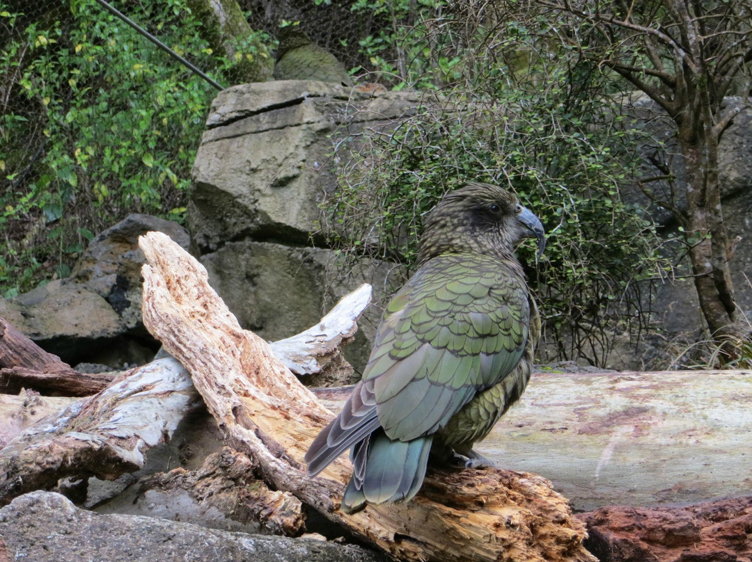 奥克兰动物园-奥克兰中心地区必去景点